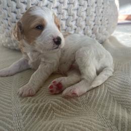 Spot - Parti female Goldendoodle puppy in Fairhope, Alabama from Farihope Family