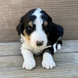 Wednesday - Tri-color female Bernedoodle puppy in Springville, Utah from Oodles of Bernedoodles