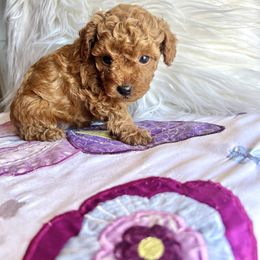 Apple - Red  female Poodle puppy in Hephzibah ( Richmond County ), Georgia from Healing Pawz LLC