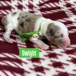 Aussiedoodle Puppies from Doodles by Dada