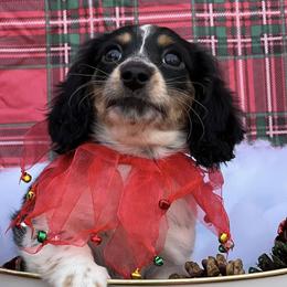 Dachshunds from Over The Moon Minis