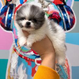Vegas - Blue merle male Pomeranian puppy in Las Vegas, Nevada from Ice City Pomeranians