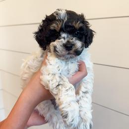 Lorelei - Tri-color female Bernedoodle puppy in Longview, Texas from Furry Tail Doodles