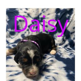 Daisy - Tri-color female Bernedoodle puppy in Battle Creek, Michigan from T-Rose’s Bernedoodle & Pomsky Puppies