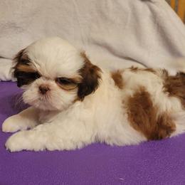 Maya - Red and white female Shih Tzu puppy in Parma, Ohio from D's DeVine Shih-Tzu