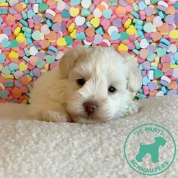 Miniature Schnauzer Puppies from JC Parti Schnauzers
