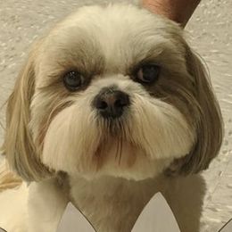 Shih Tzus from JuJenn Shih Tzus