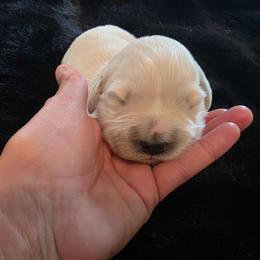 Eeyore ( blue boy) - Light golden male Golden Retriever puppy in Clarksville, Tennessee from 255 Goldens