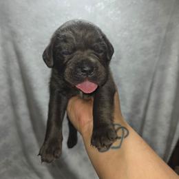 Boy 2 - Gray male Cane Corso puppy in Forney, Texas from Dallas Lonestar Bullies