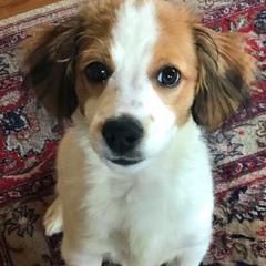 Irish Water Spaniel and Nederlandse Kooikerhondje Puppies from Madcap