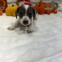 Ember - Dapple female Dachshund puppy in Mansfield, Missouri from Owens Farm