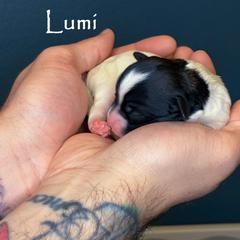 Lumi - White female Lowchen puppy in Fort Collins, Colorado from Dragonne Lowchen