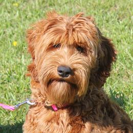 Cherry - Australian Labradoodle