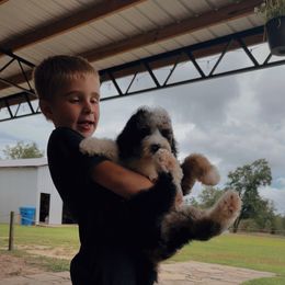 Bernedoodle, Sheepadoodle, and Whoodle Puppies from Wonderland’s Boujie Kennels