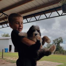 Bernedoodle, Sheepadoodle, and Whoodle Puppies from Wonderland’s Boujie Kennels
