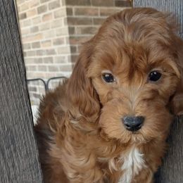 Bernedoodles, Goldendoodles, and Poodles from Donnasdoodlebugs