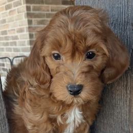 Bernedoodles, Goldendoodles, and Poodles from Donnasdoodlebugs