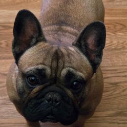 Sydney - French Bulldog