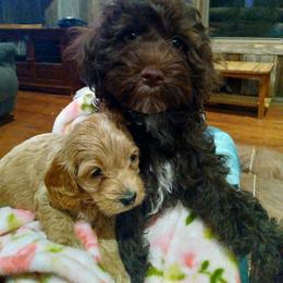 Cockapoo Puppies from Ouachita River Cockapoos