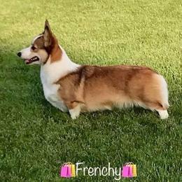 Frenchy - Pembroke Welsh Corgi