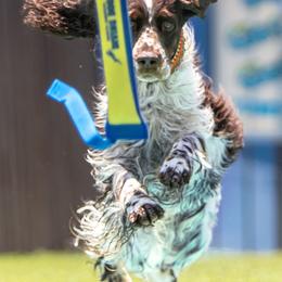 English Springer Spaniels from Spellcraft Springers