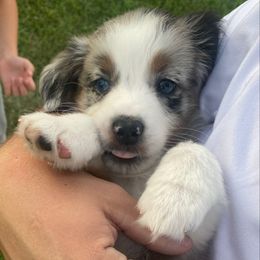 MJ - Blue merle male Australian Shepherd puppy in Spanish Fort, Alabama from Southern Luck Aussies