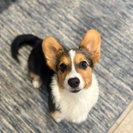 Chubby - Red male Pembroke Welsh Corgi puppy in Sacramento, California from 777 Corgis