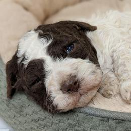 Orion - Brown male Lagotto Romagnolo puppy in West Jordan, Utah from Salt Lake Lagotto