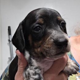 Tan collar, Pippie's black and tan piebald smooth boy with heavy ticking - Piebald male Dachshund puppy in Caldwell, Idaho from Dozendachs