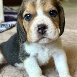 Purple - Black white and tan male Beagle puppy in Viper, Kentucky from Mountain Top
