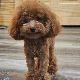 Tiny Teddy - Red  male Poodle puppy in Salem, Missouri from Meadowbrook Poodles