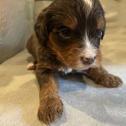 Bernedoodle Puppies from Bernied00dle Love