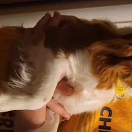 Cavalier King Charles Spaniels and Goldendoodles from Kat and Kadoodles