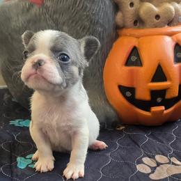 Lilac pied male - White and brindle male French Bulldog puppy in Tuscaloosa, Alabama from J & J classic frenchies