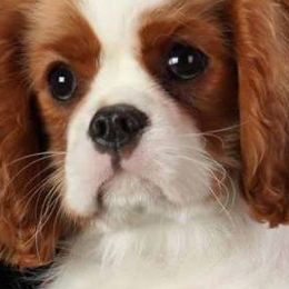 Cavalier King Charles Spaniels from Kalleasun Cavaliers