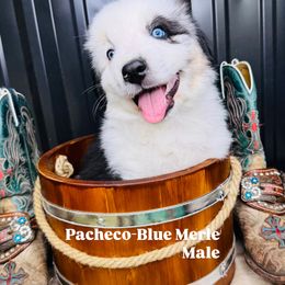Pacheco - Blue merle male Australian Shepherd puppy in Texas from Legendary Canines