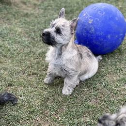 Cairn Terrier Puppies from Luckenbooth Cairns