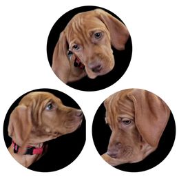 Vizsla puppies from Laurie's Vizslas