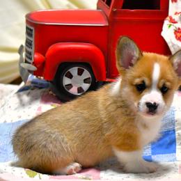 Pembroke Welsh Corgi Puppies from Rhone River Farm Pembroke Welsh Corgis