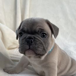 French Bulldog Puppies from Fabi's French Bulldogs