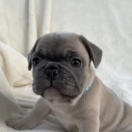 French Bulldog Puppies from Fabi's French Bulldogs