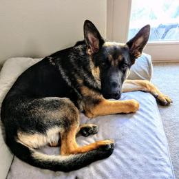 German Shepherds from Sally Krickeberg's German Shepherds
