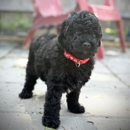 Aster- Red Band Boy - Black Poodle puppy in Plainfield, New Jersey from Caris Paws Poodles and Doodles