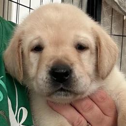 Garnet - Yellow male Labrador Retriever puppy in Rock Hill, South Carolina from North Star Retrievers