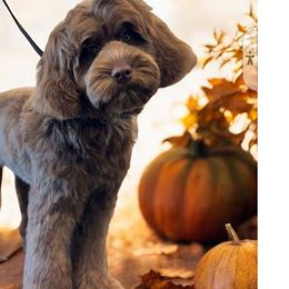 Cupcake - Australian Labradoodle