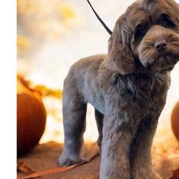 Cupcake - Australian Labradoodle