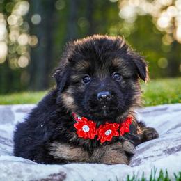 Red collar - Black and red female German Shepherd puppy in Howell, Michigan from Sheyenne Buentello's German Shepherds