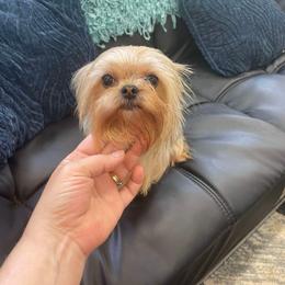 Cherish - Yorkshire Terrier