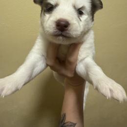 Crimson - Red and white male Siberian Husky puppy in Winston, Oregon from Frozen Heart Huskies