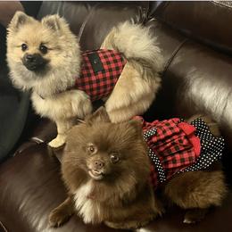 Pomeranians from Cindys Diva Pomeranians